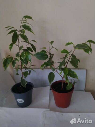Фикусы разные