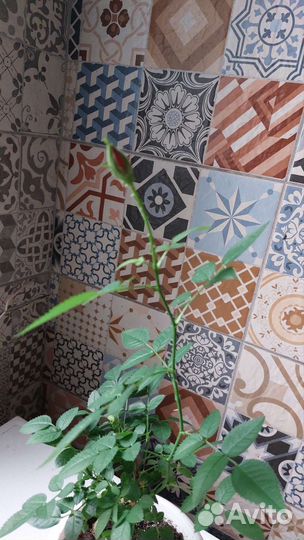 Комнатные цветы розы