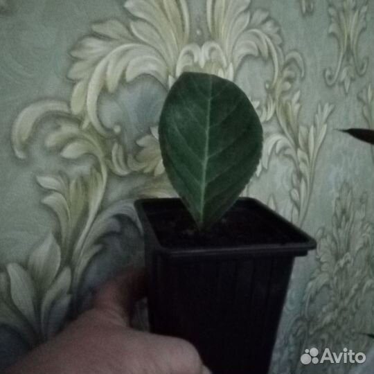 Комнатные растения цветы