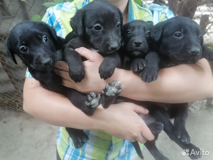Лабрадорчики помесь