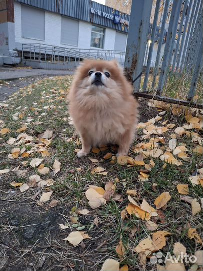 Померанский шпиц мини девочка