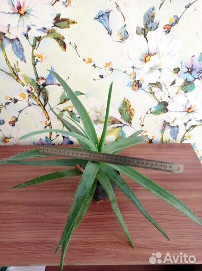 Алоэ вера (3 года)