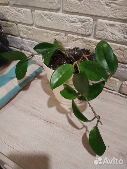 Продается хойя