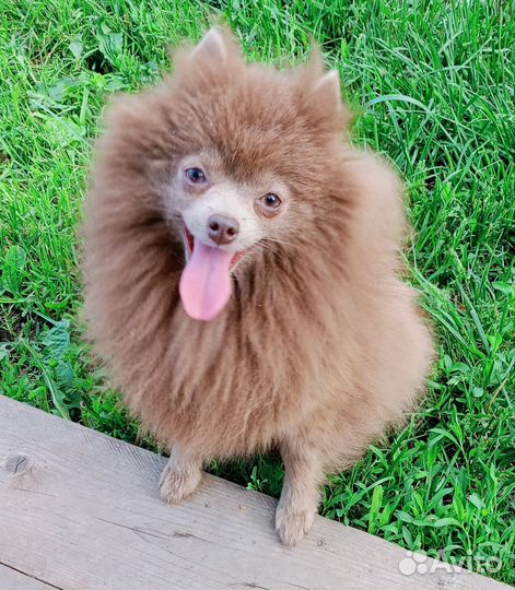 Лиловая девочка шпица 2 года