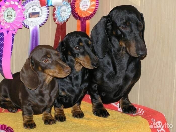 Кроличья такса