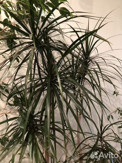 Комнатные растения крупномеры