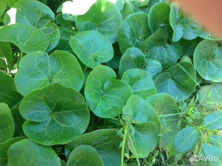 Многолетние цветы для сада