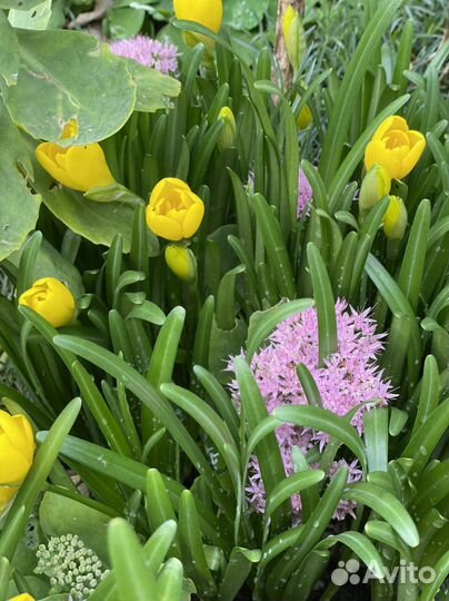 Штернбергия