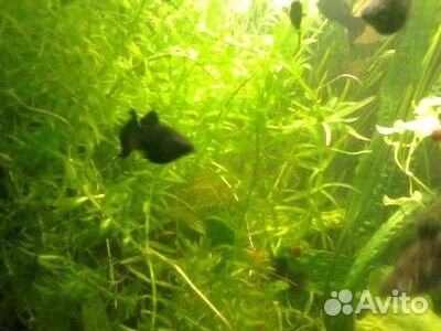 Рыбки,растения