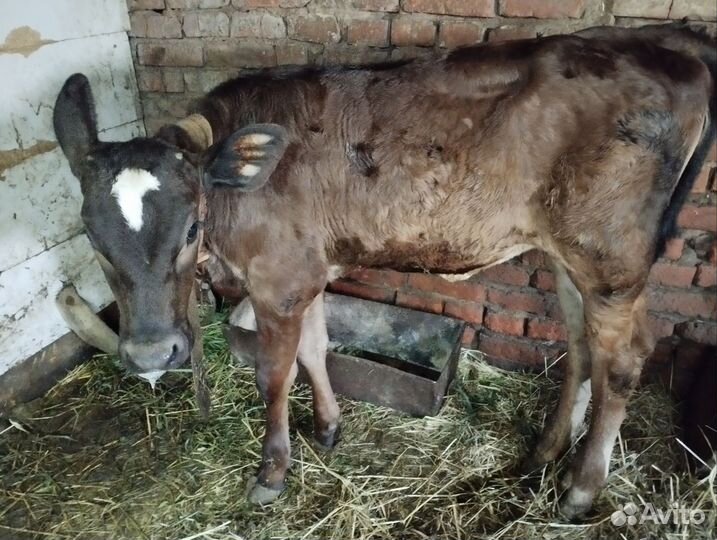 Продам телят телочек