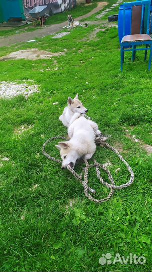 Лаечки, (а)домашних не трогают, можно обмен