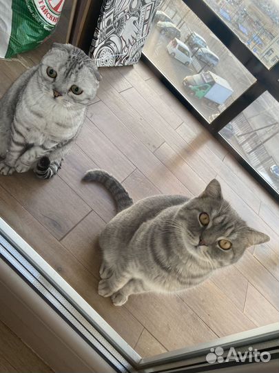 Возьму на передержку котиков