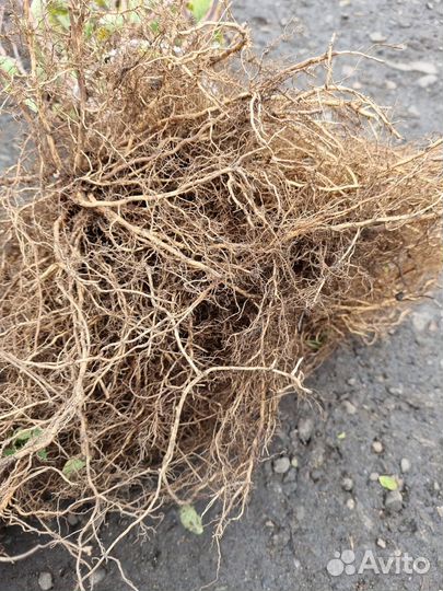 Саженцы Жимолость опт