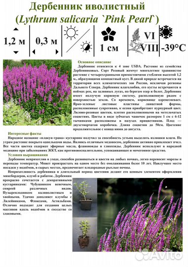 Саженцы декоративно-лиственных/цветущих