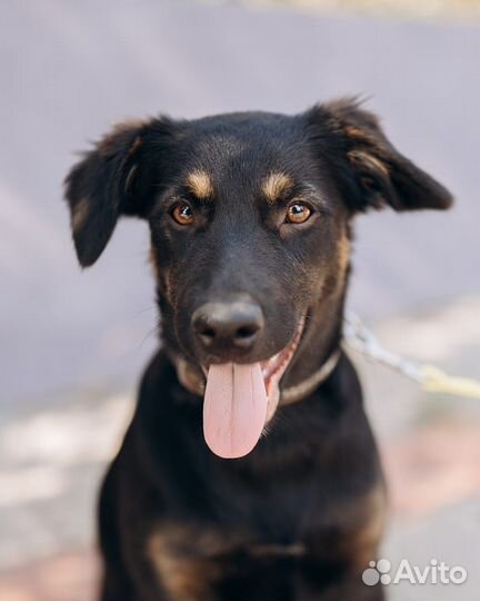 Собака в добрые руки