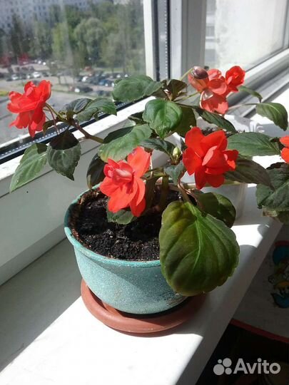 Бальзамин махровый