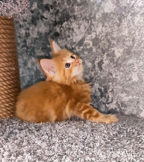 Мейн-кун котёнок мальчик
