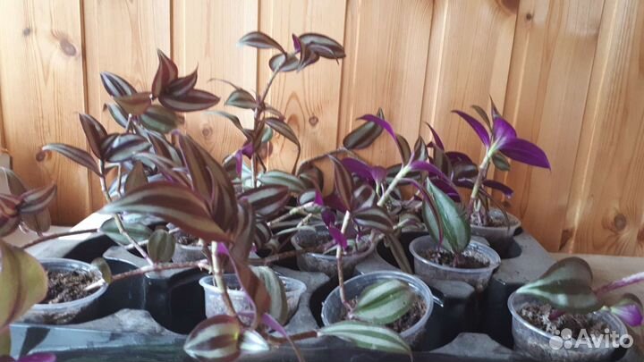 Традесканция зебрина