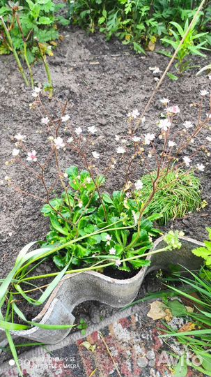 Камнеломка