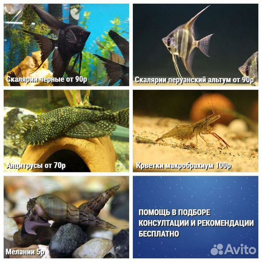 Красивые аквариумные растения с доставкой