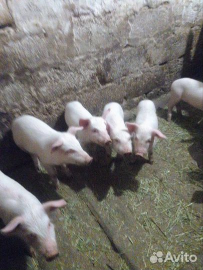 Поросята