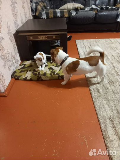 Джек рассел вязка