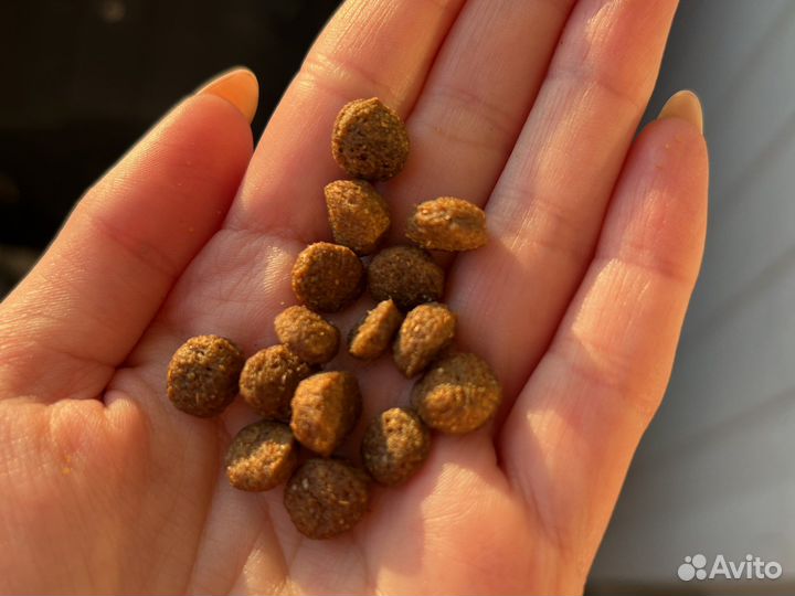 Корм для собак