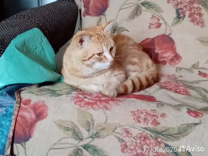 Рыжий кот в добрые руки