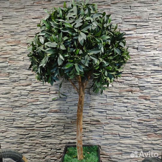 Комнатные цветы шефлера