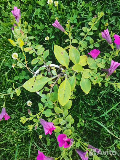 Петуния ампельная в 0.5 л стаканах