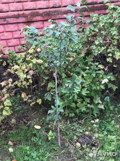 Колоновидные деревья