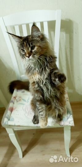 Котята Мейн- кун