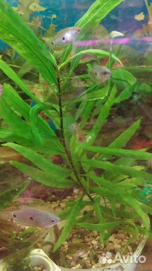 Анцитрусы данио золотые вуалевые кометы и растения