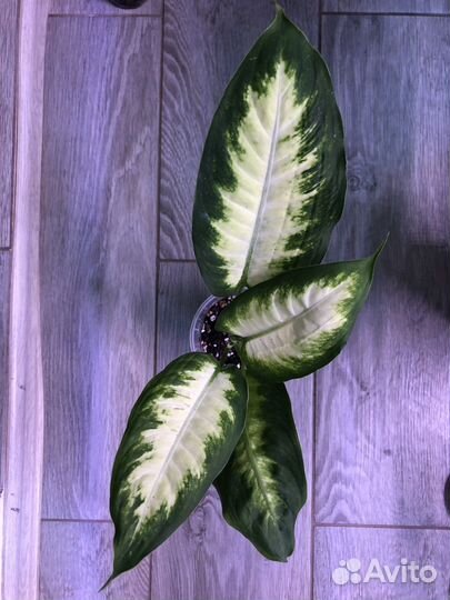 Диффенбахия