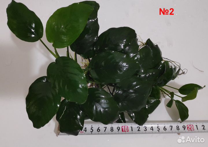 Анубиас Бартера и Хемиантус Микрантемоидес