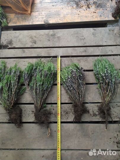 Лаванда супер саженцы