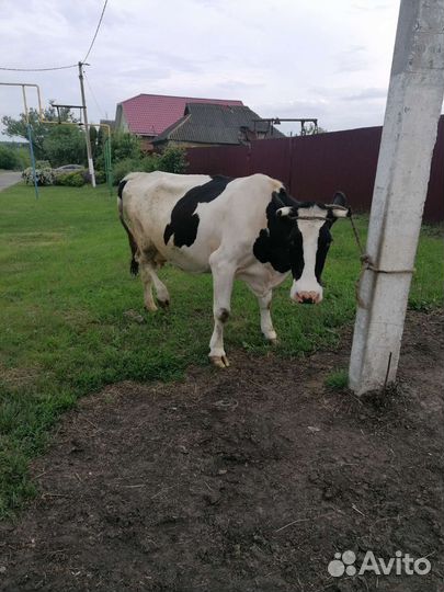 Корова высокоудойная