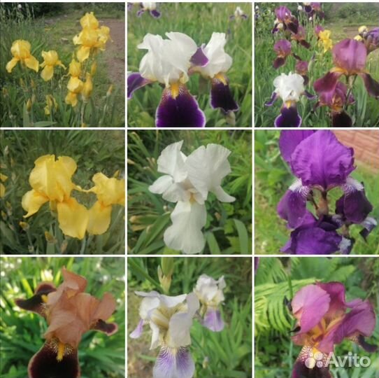 Ирисы бородатые сортовые