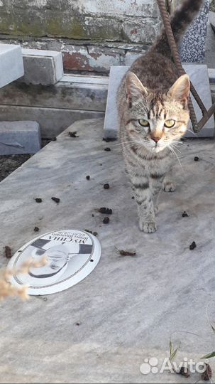 Кошечка ждет помощи