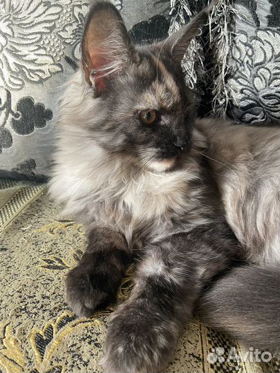 Котенок мейн-кун