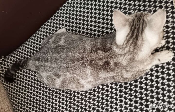 Шотландская кошка бесплатно