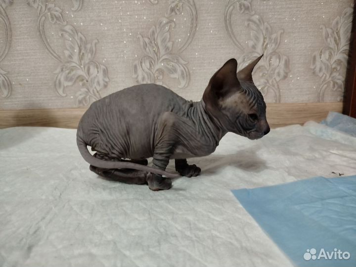 Канадский сфинкс котята