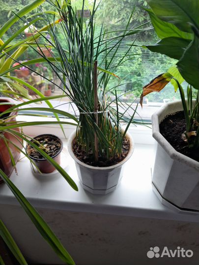 Комнатные цветы