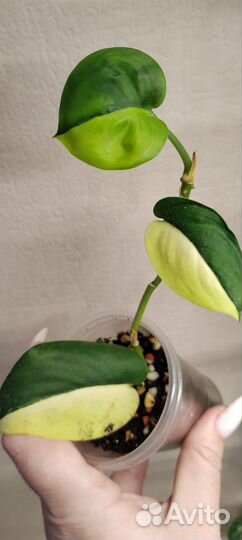 Сциндапсус жаде сатин вариегатный