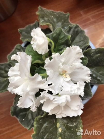 Сортовые фиалки