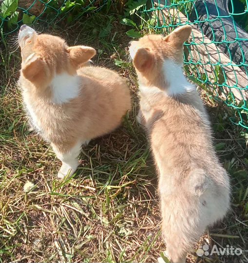 Щенки корги