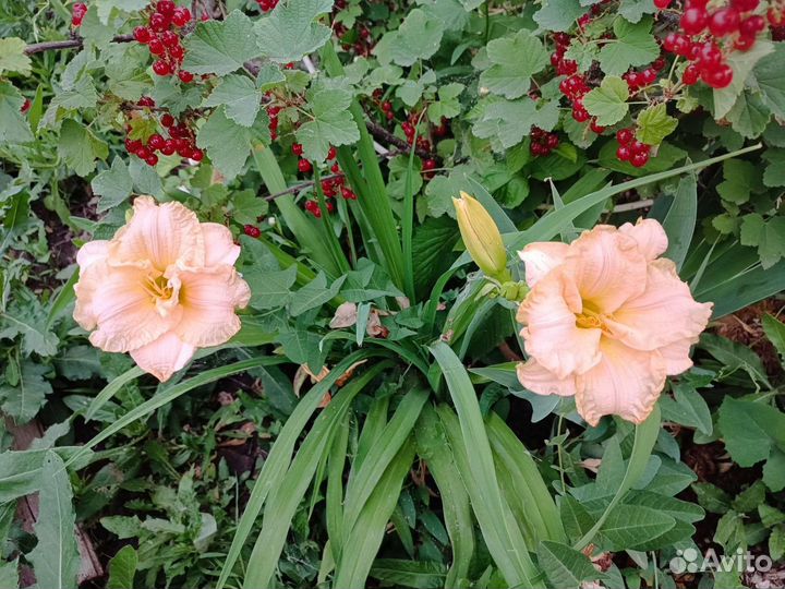 Лилейники сортовые