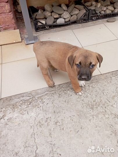 Щенки. Бесплатно