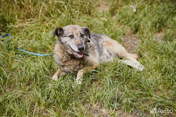 В добрые руки мудрая собака Пельмеша