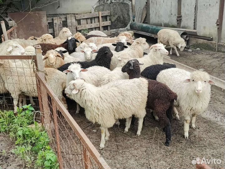 Овцы и ягнята на убой